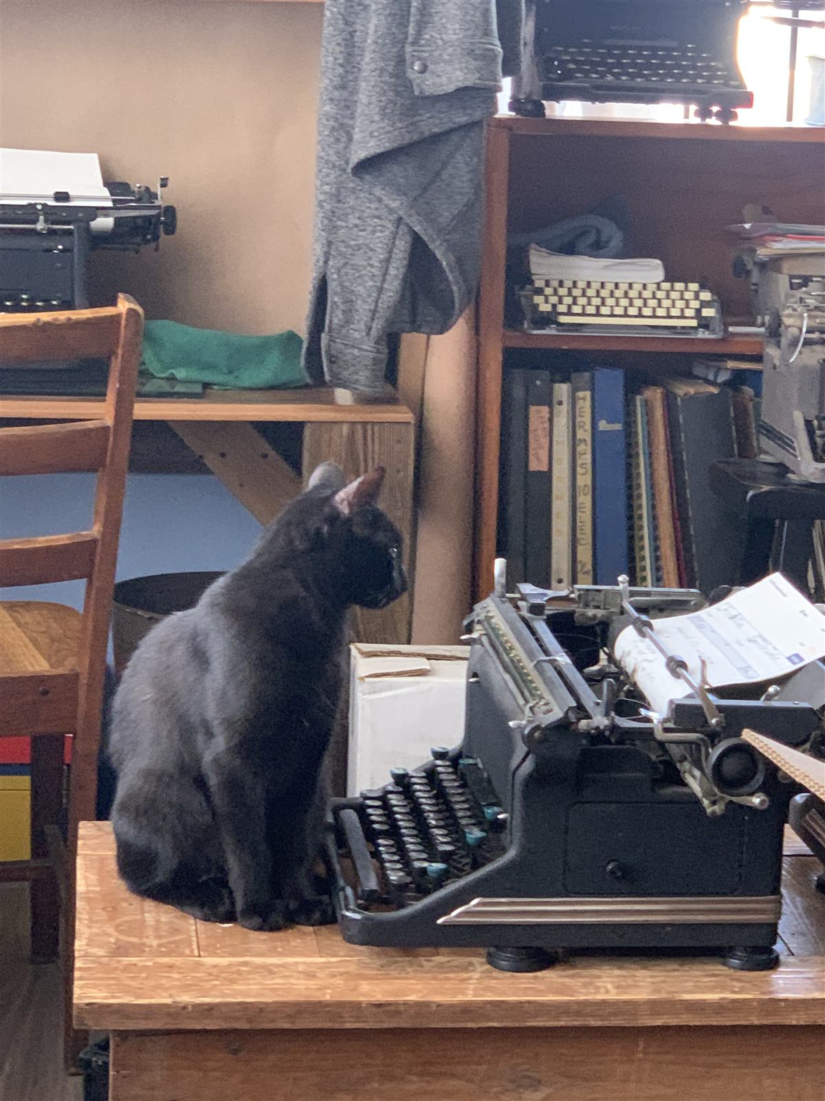 A gray cat perched on the workbench beside a black typewriter, shelves of machines and books behind.