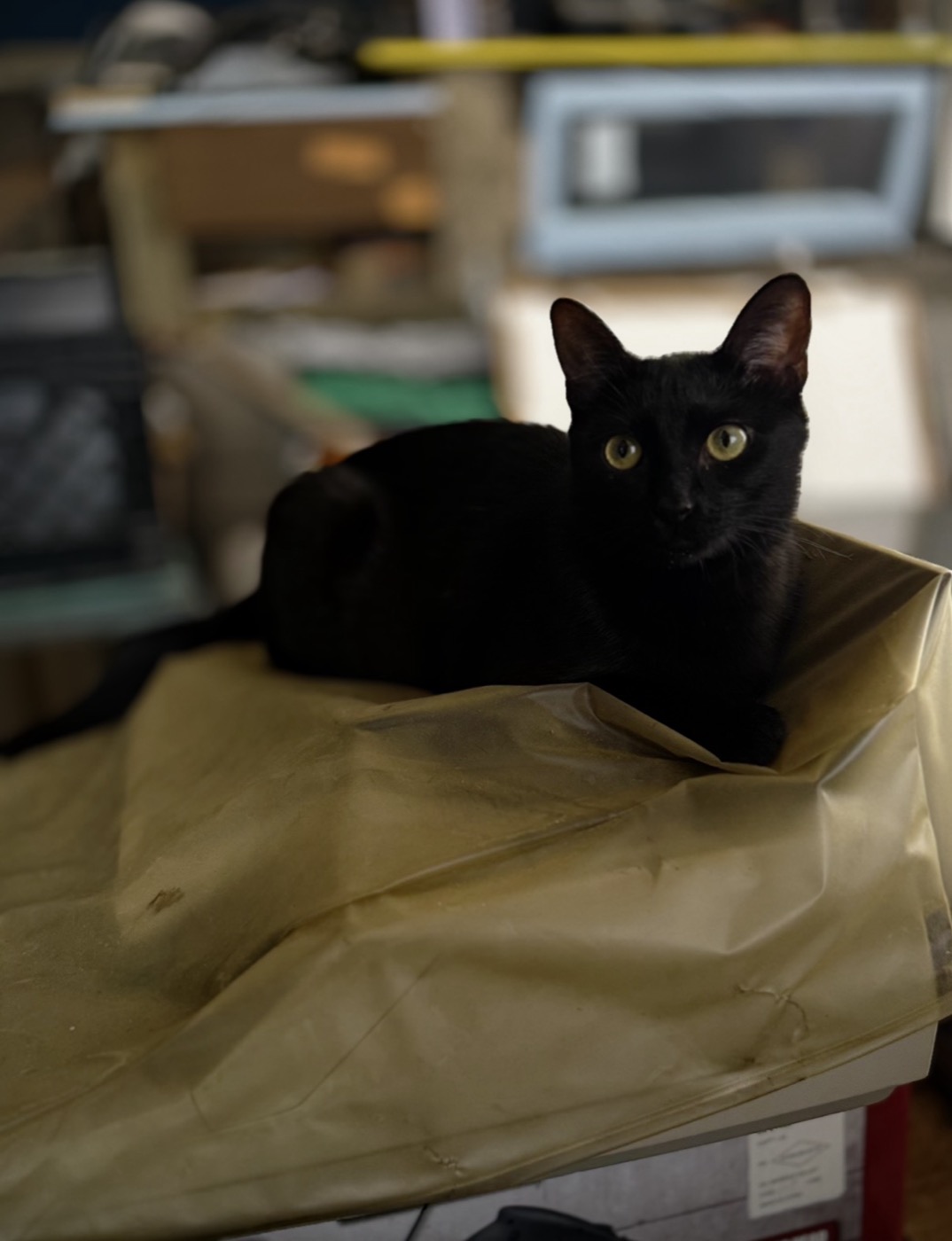 A black cat with green eyes lying on a gold dust cover, staring directly at the camera.